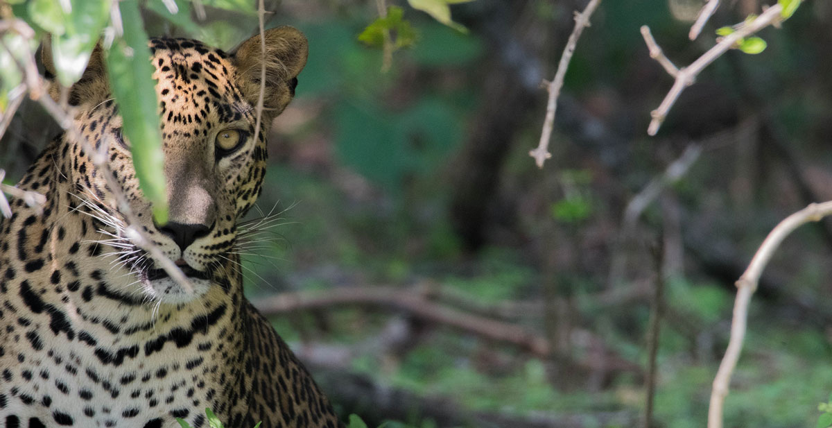 Sinharaja Rainforest in Tamil – சிங்கராஜா வனம்