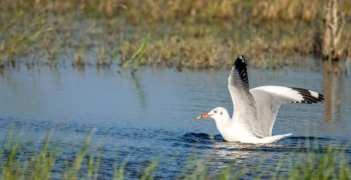 Jaffna Bird Sanctuary பறவைகள் சரணாலயம்