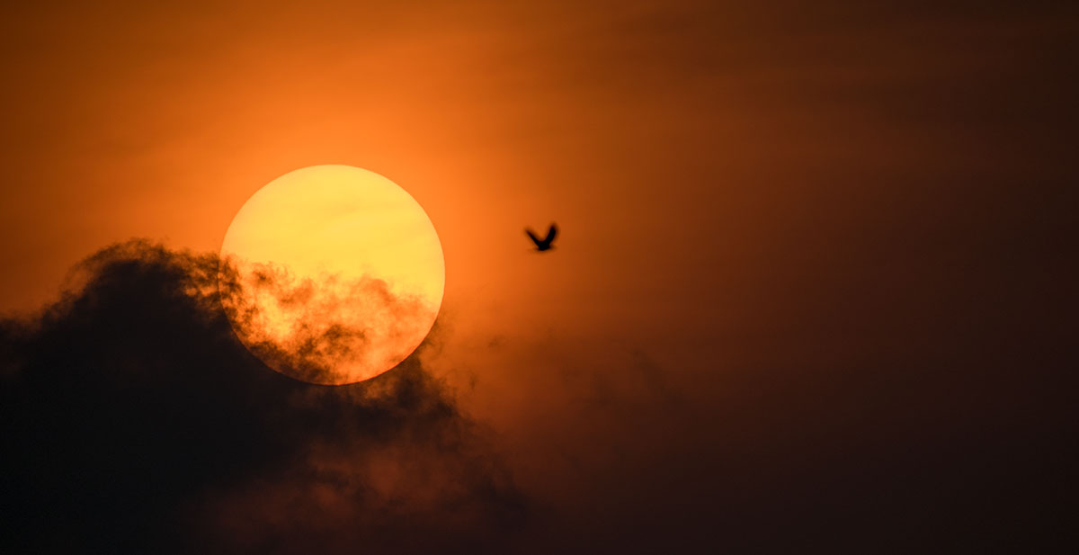 Mannar Bird Sanctuary – மன்னாரின் வாகரை