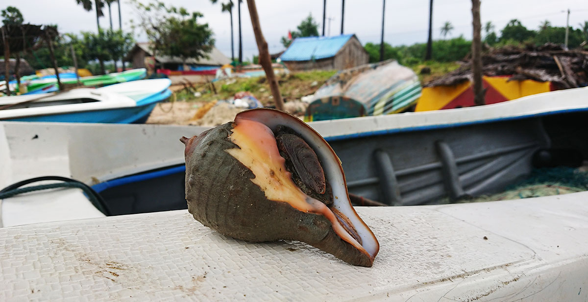 Mathagal Fish Market மாதகல்